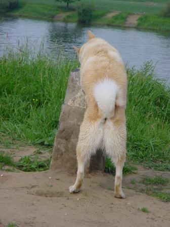 stretchen hond