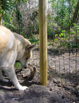 hondenspelletjes buiten
