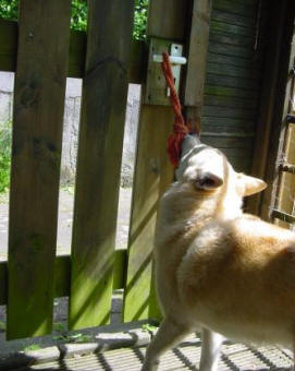 hond opent deur
