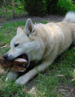 speuren met honden