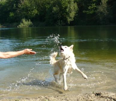 waterpret hond