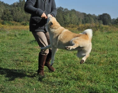 zwevende hond